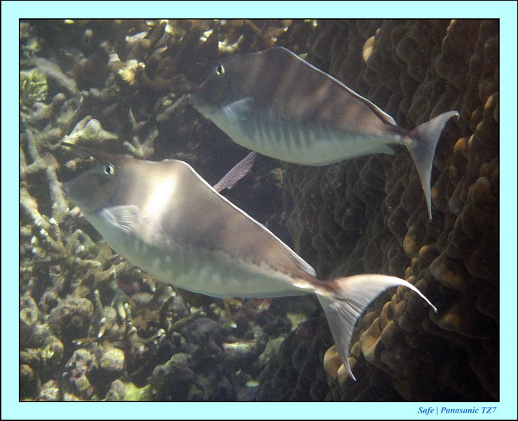 2011 - 08 - Borneo - Sipadan 064